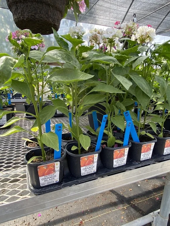  Veggies - $3 each or Mix-n-Match 10/$25 
