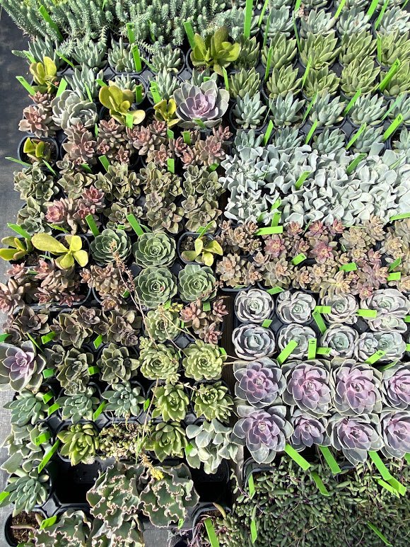  Succulents - $4 