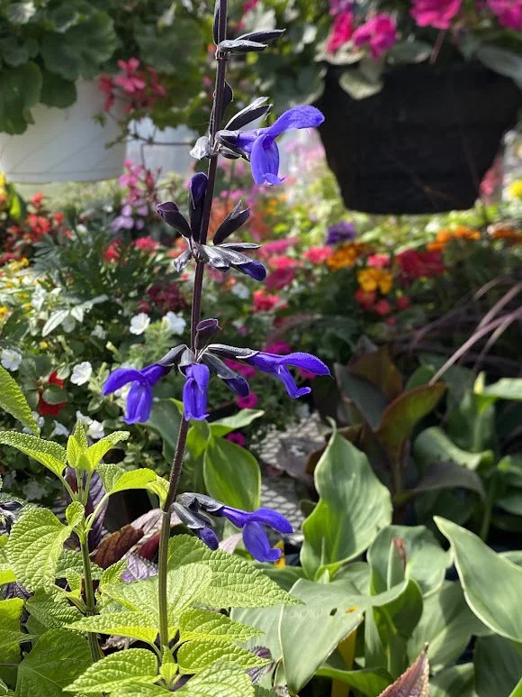  “Black &amp; Boom” Salvia - $6 