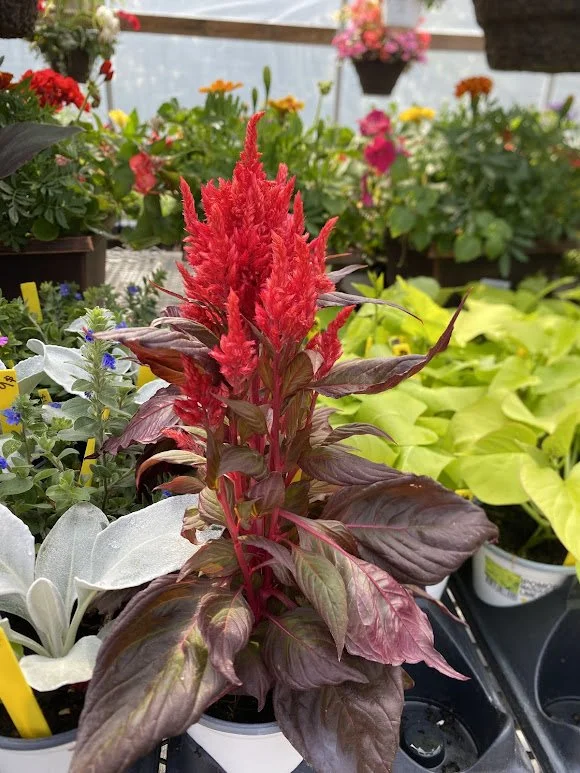  Celosia - $6 