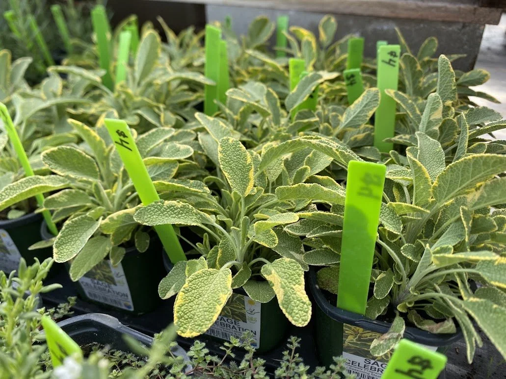  Golden Edge Sage - $4   