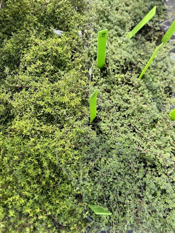  Creeping thyme - $4 