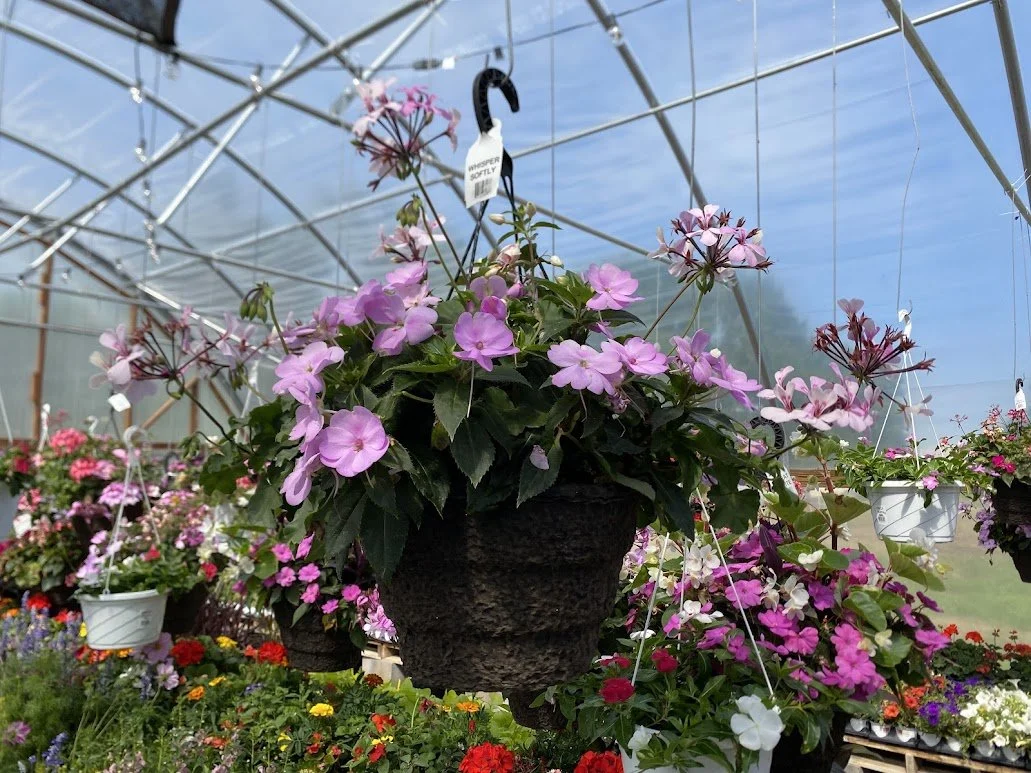  Large Hanging Basket - $40 