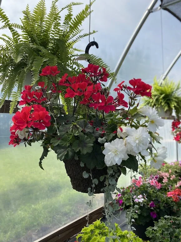  Large Hanging Basket - $40 
