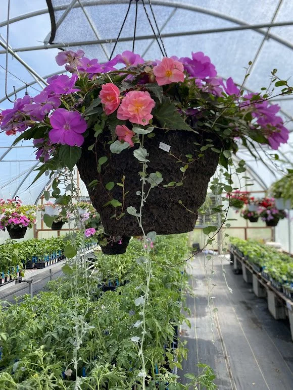  Large Hanging Basket - $40 