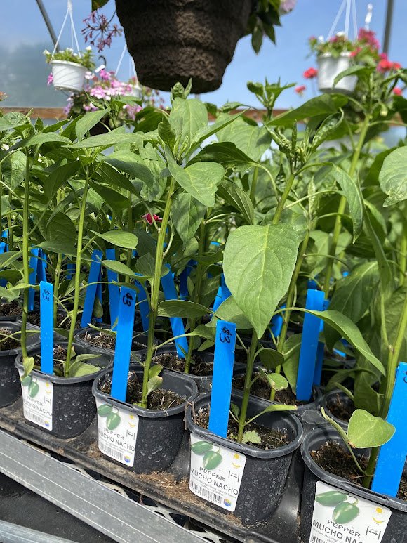  Veggies - $3 each or Mix-n-Match 10/$25 