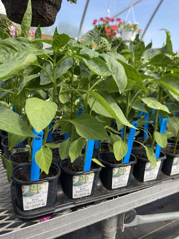  Veggies - $3 each or Mix-n-Match 10/$25 