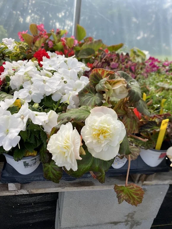 White Begonias &amp; White Impatiens - $6 