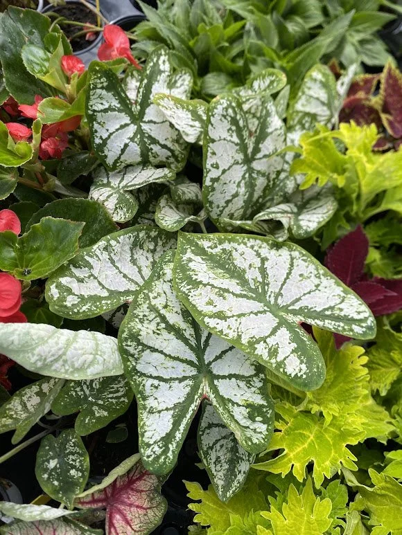  “Monument” Caladium - $6 