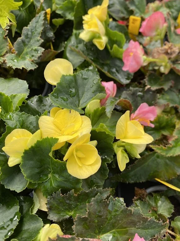  “Amstel Blitz” Yellow Begonia - $6 