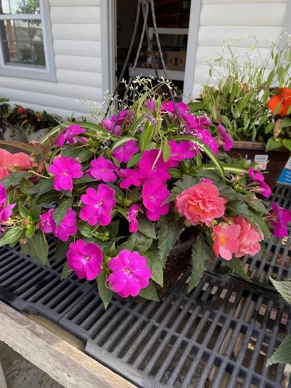  Shade Hanging Combo Basket - $40 
