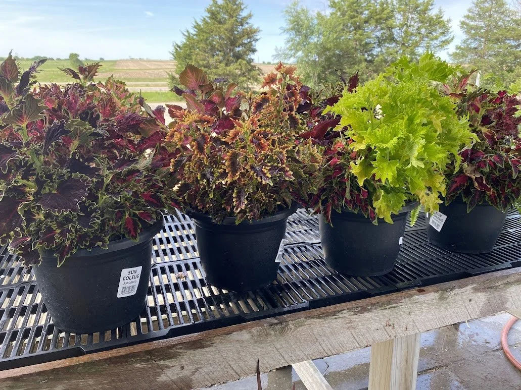  Sun Coleus Combo - $20 