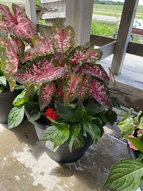  “Cherry Cheesecake” Shade Combo - $40 