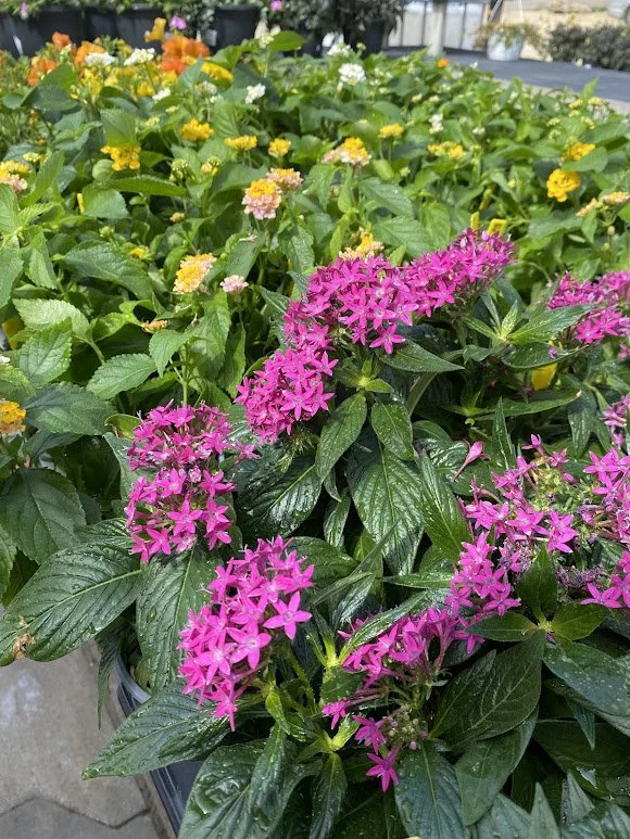  Pentas &amp; Lantana - both sun &amp; heat loving!  $6 