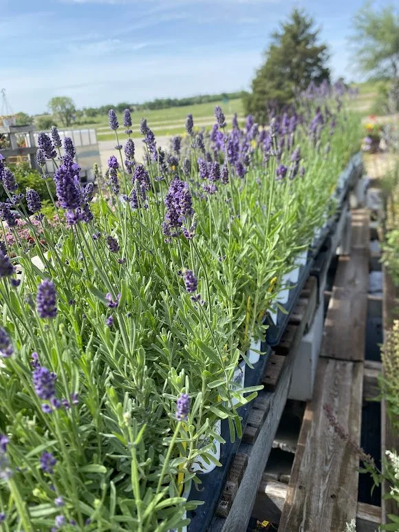  Lavender - $6 