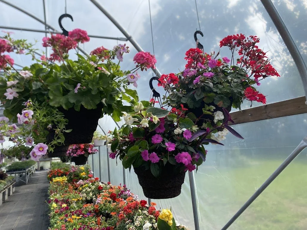  Large Hanging Basket - $40 