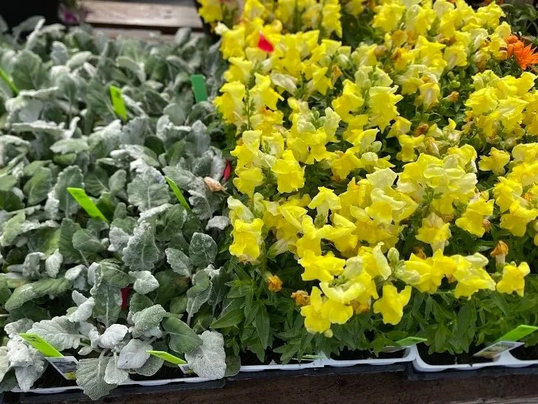  Dusty Miller and Yellow “Snaptini” Snapdragons 6 pack - $4 