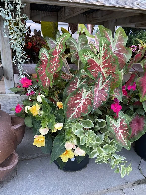  Large Shade Combo Pot - $30 