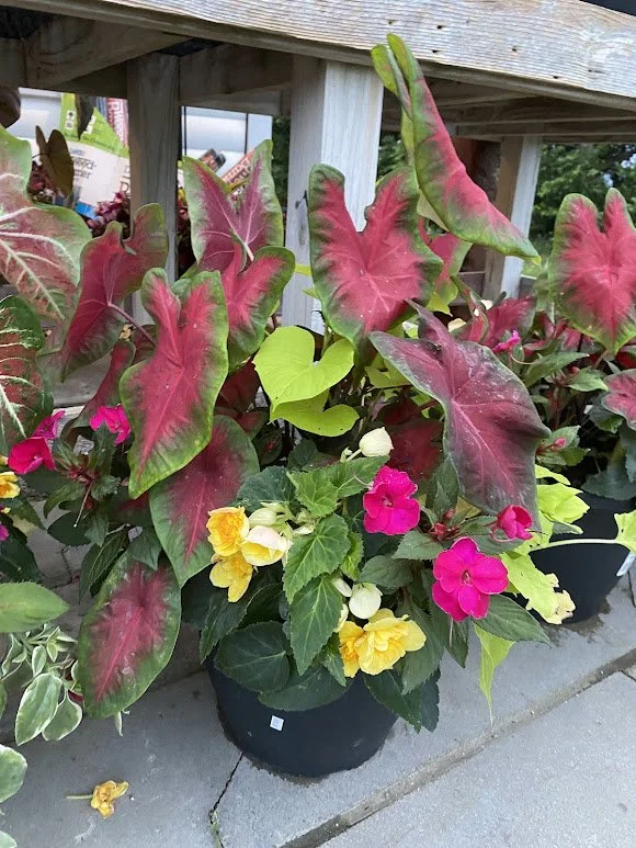  Large Shade Combo Pot - $30   