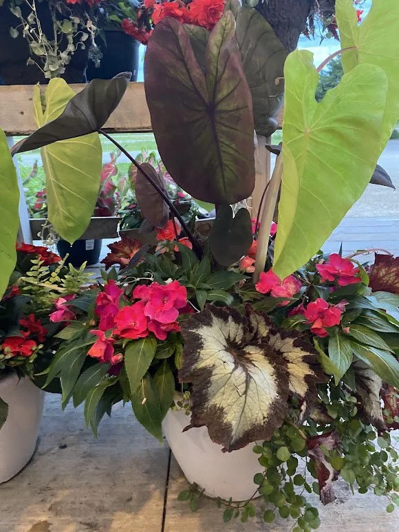  Extra Large Shade Combo Pot - $50 