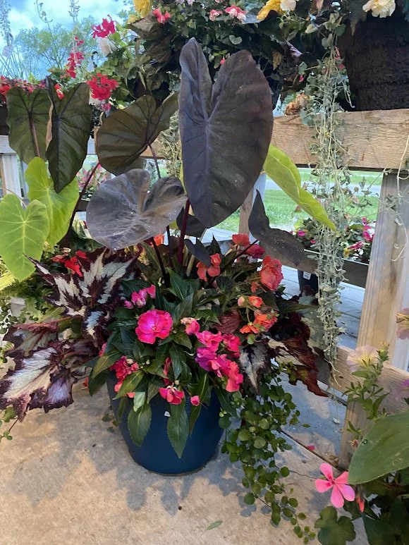  Extra Large Shade Combo Pot - $50 