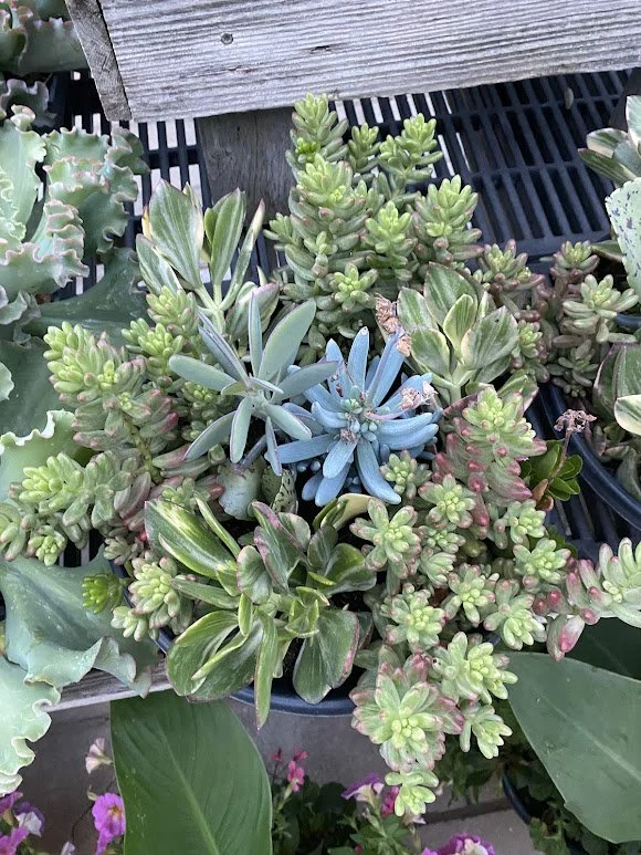  Succulent Bowl - $20 