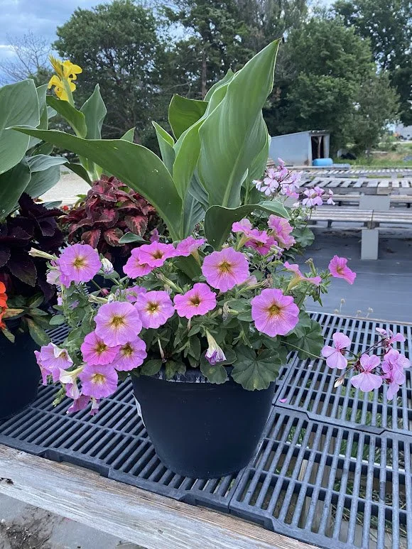  Large Sun Combo Pot - $30 