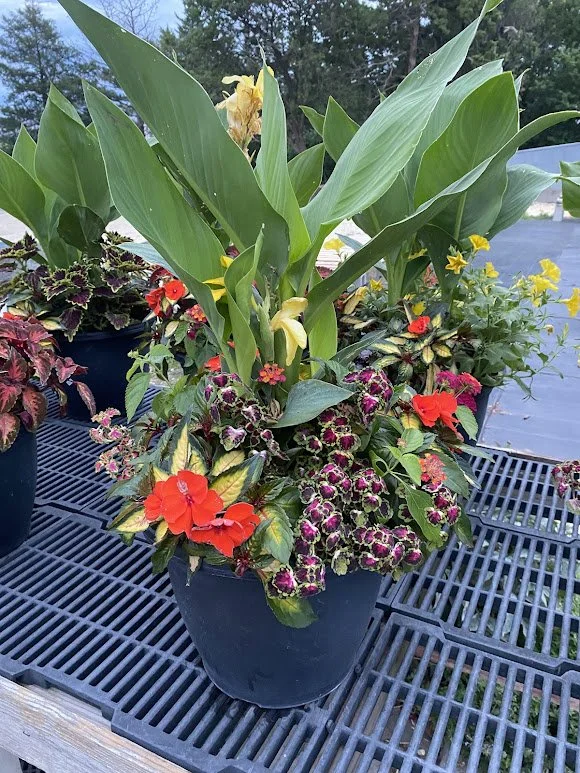  Large Sun Combo Pot - $30 
