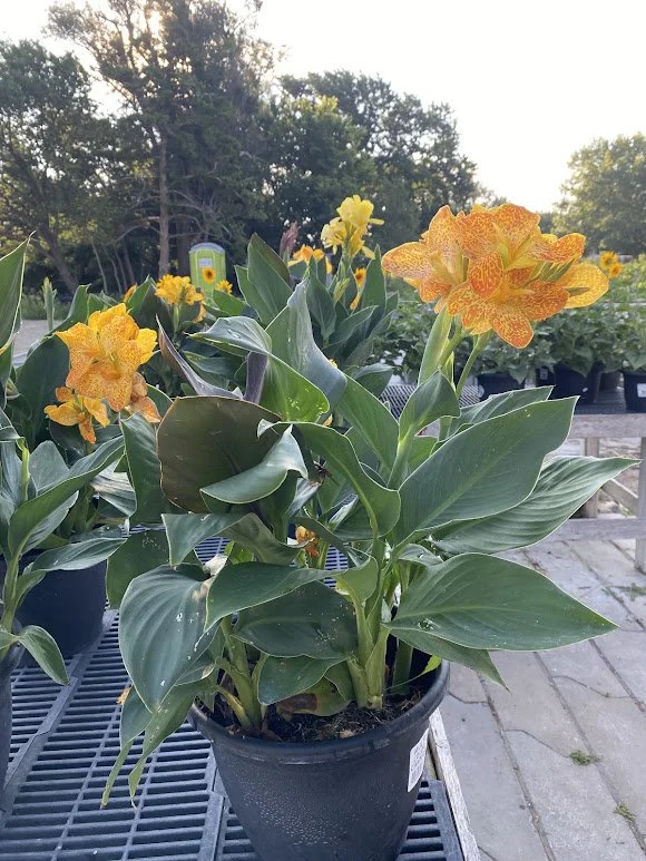 7-16-26 4.jpg