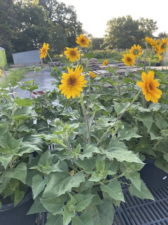 7-16-26 5.jpg