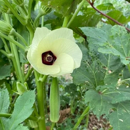  Okra have such pretty flowers! 
