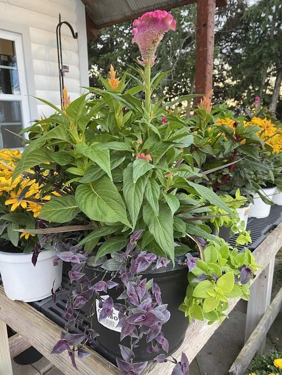 8-23-26 3.jpg
