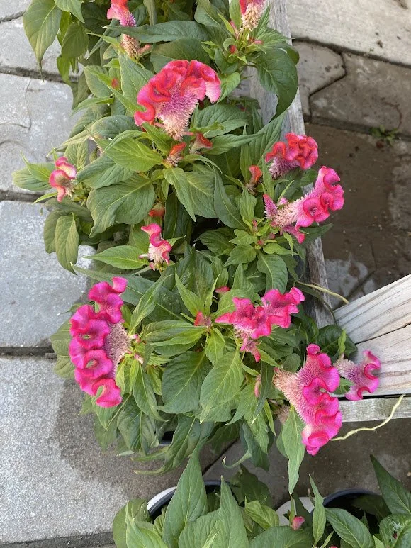 8-28-26 3.jpg