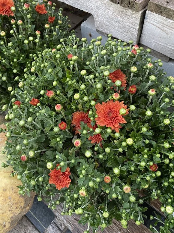 9-12-26 8.jpg