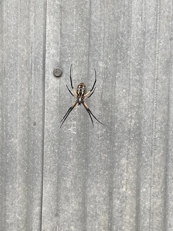  We are seeing more and more of these friendly garden spiders! 
