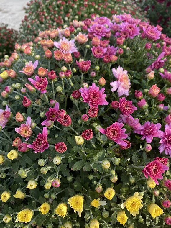 10-11-26 5.jpg