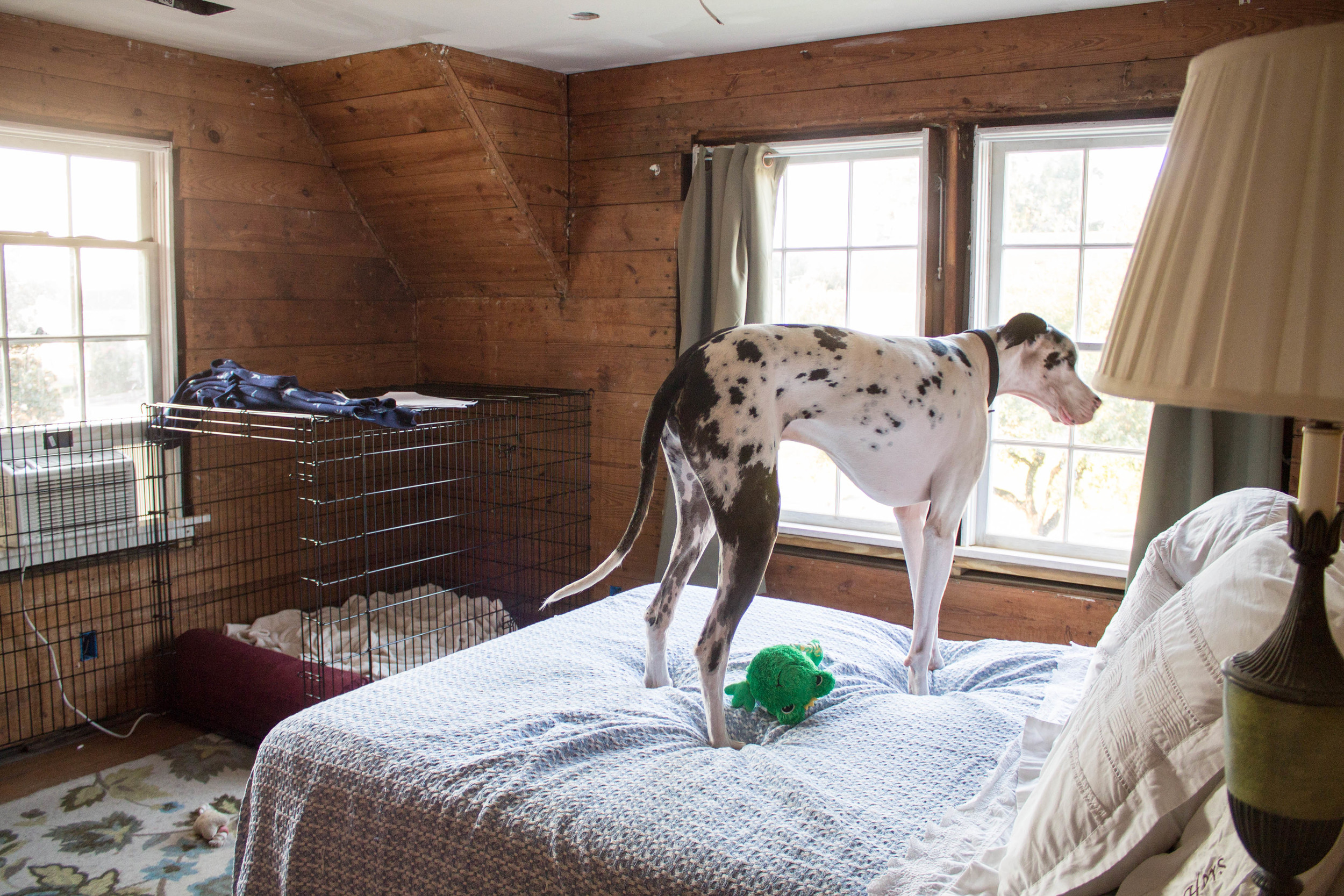 Sebastian checking out the bed