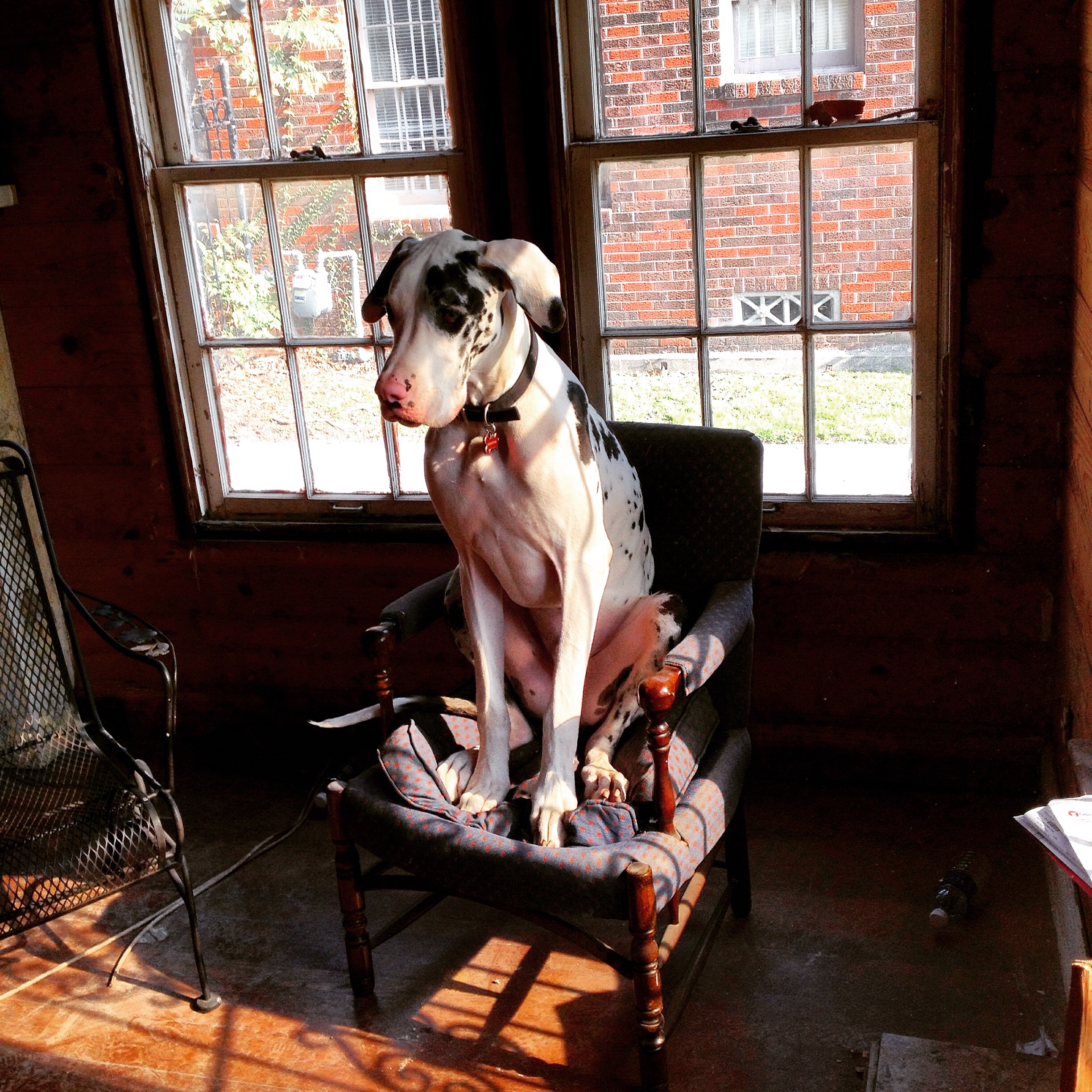 Big Dog, Small Chair