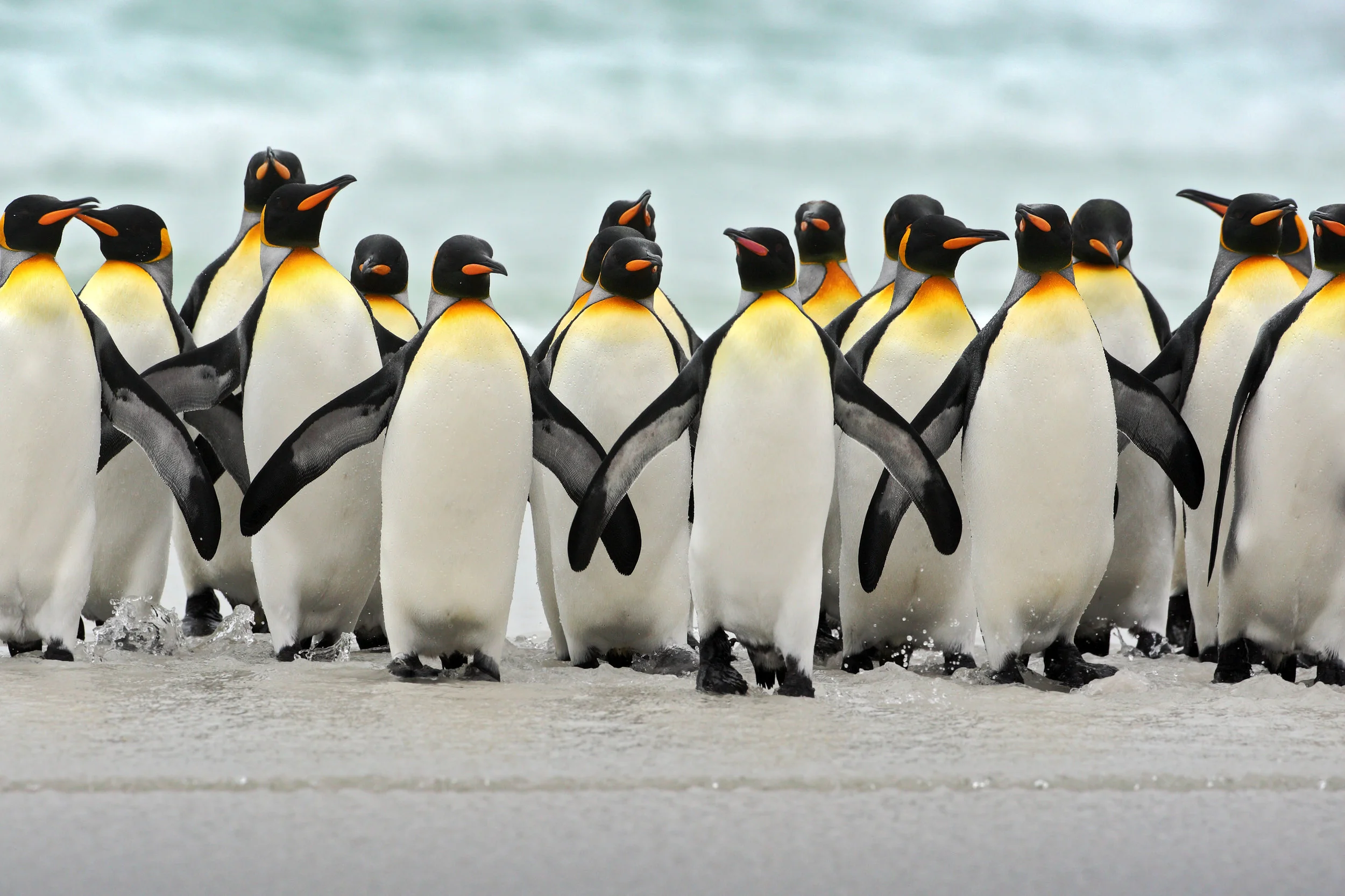 Group of king penguins (C) OndrejProsicky via Depositphots.jpeg