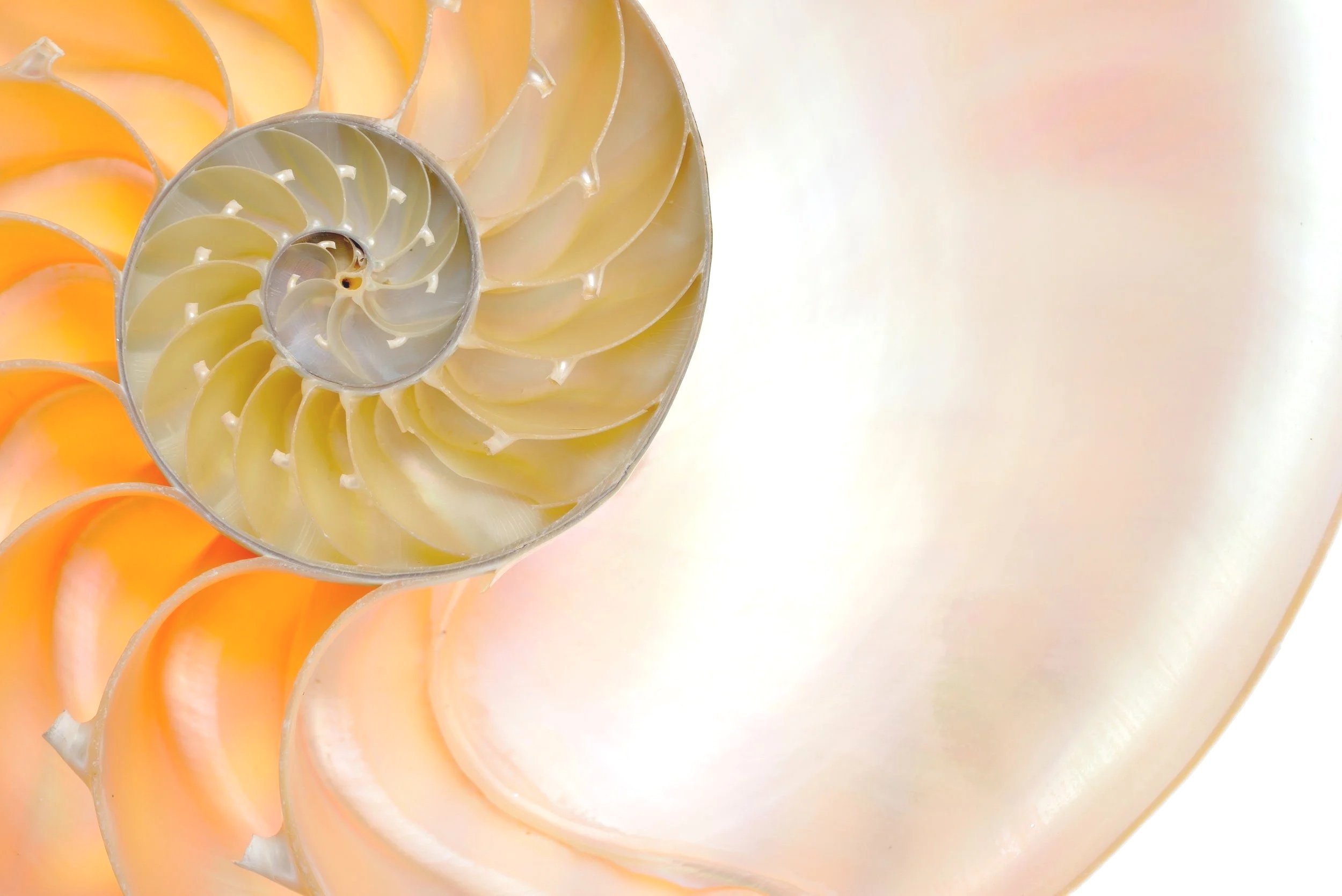 bigstock-nautilus-shell-isolated-on-whi-79493206.jpg