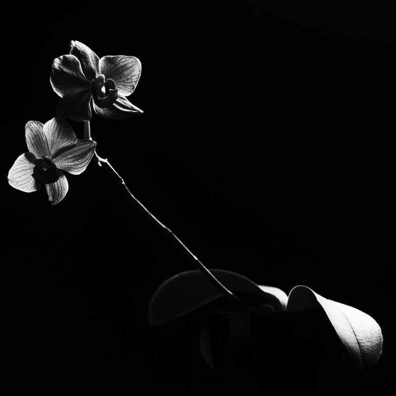 Lone orchid
