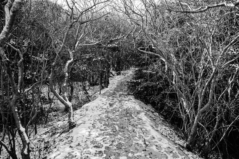   Beach Trail  