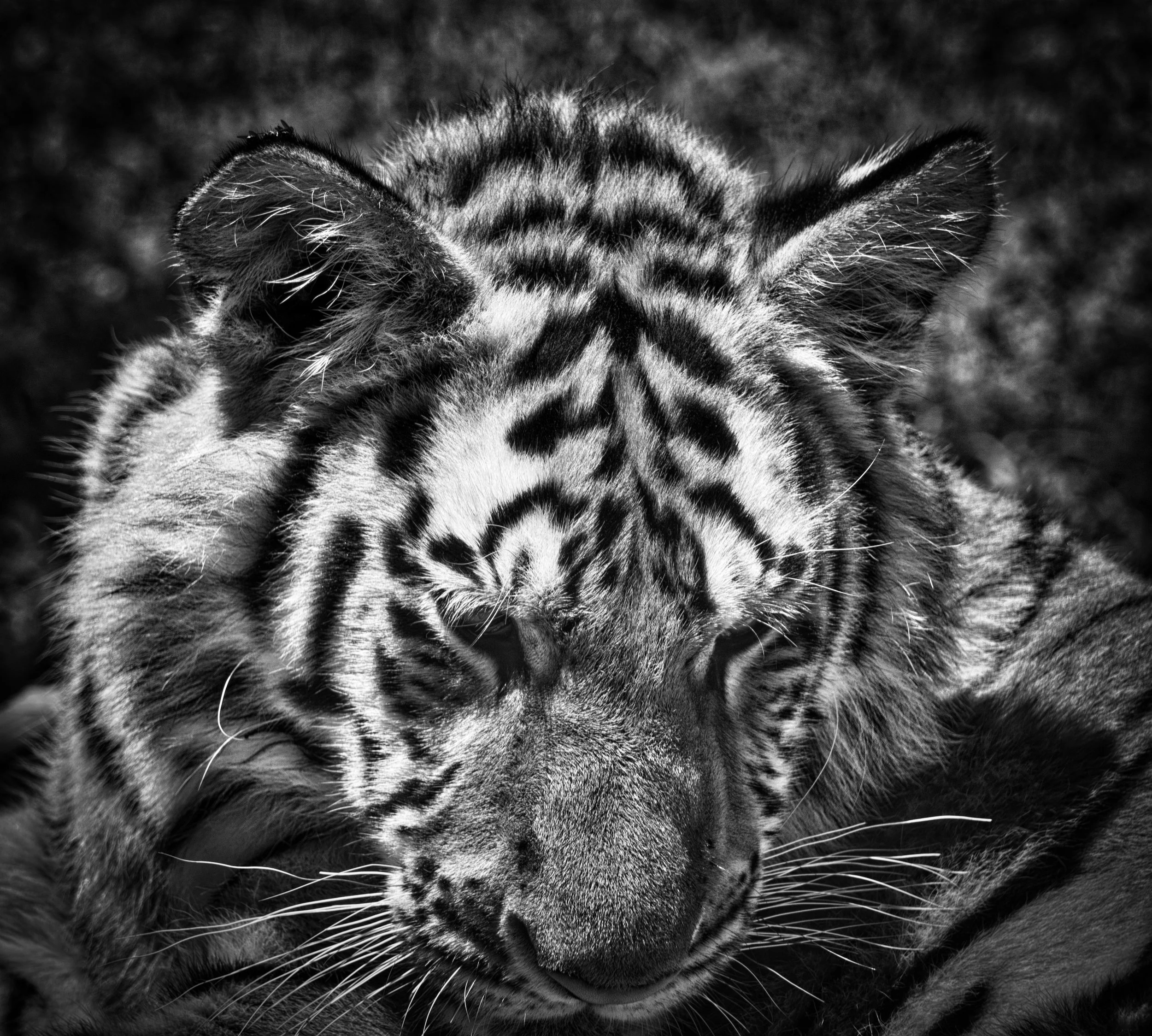 Tiger cub