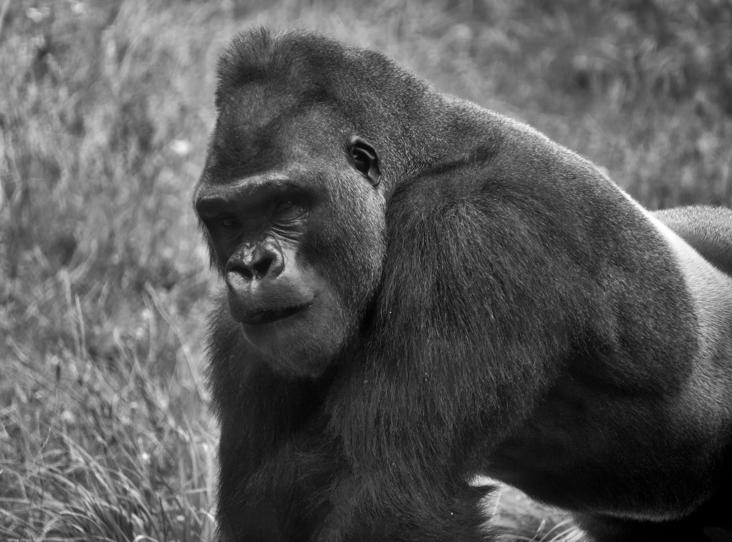 Silverback Kuchimba