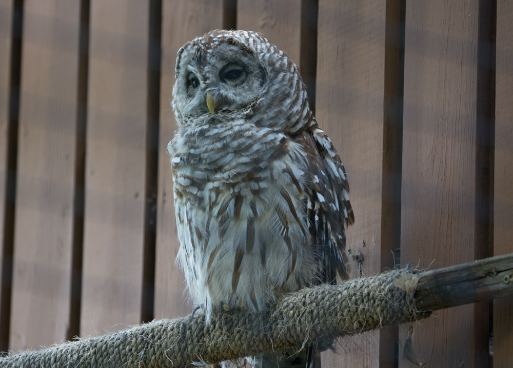   Barn Owl  