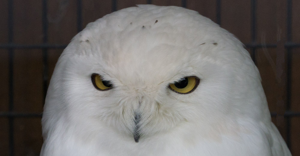   Snowy Owl  