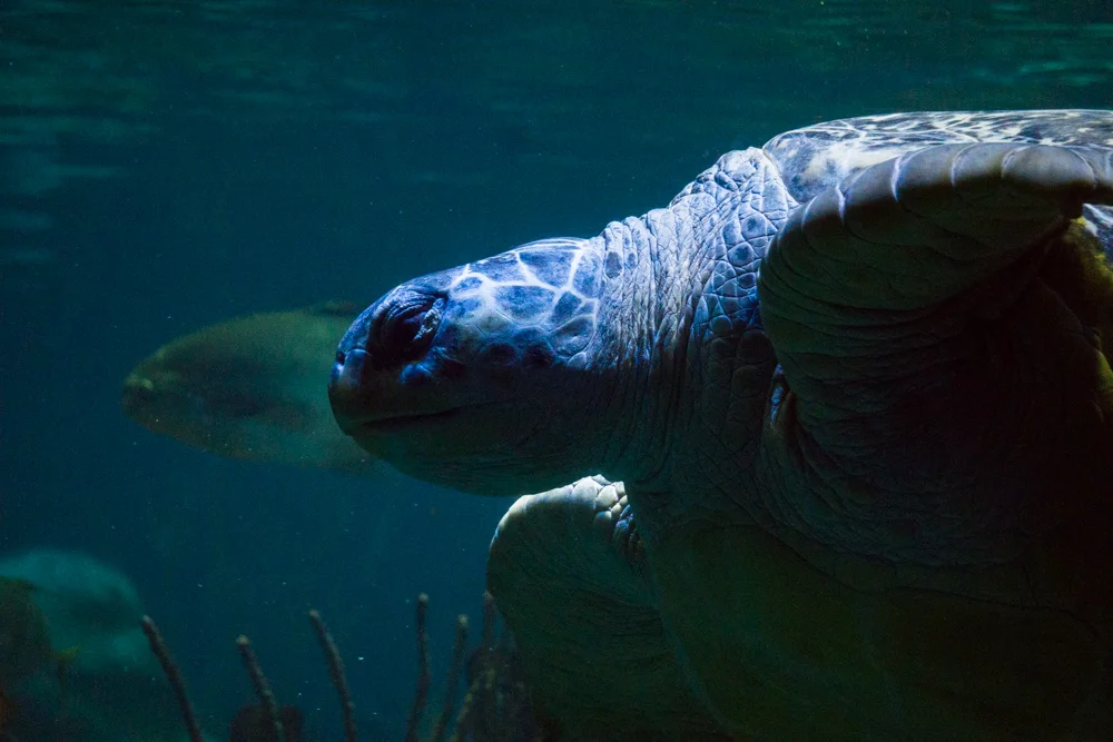 Turtle