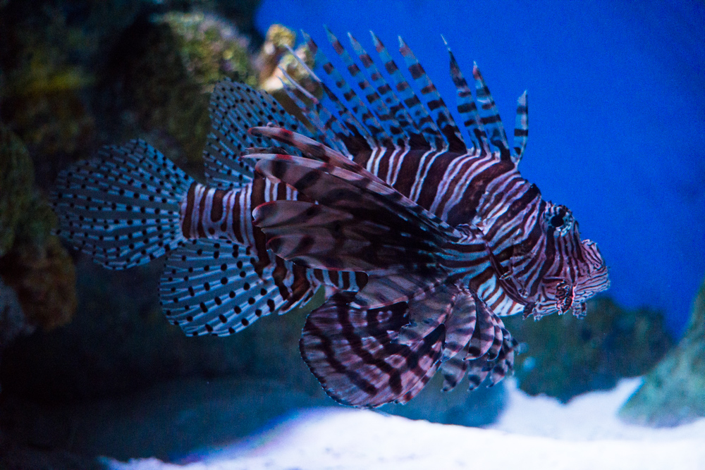   Lion Fish  