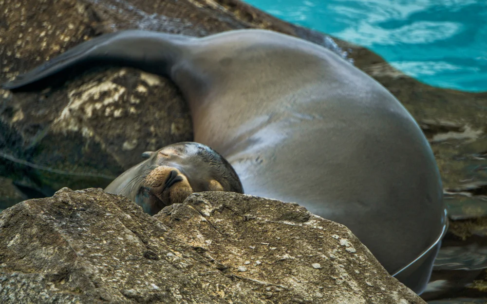 Sleepy Time