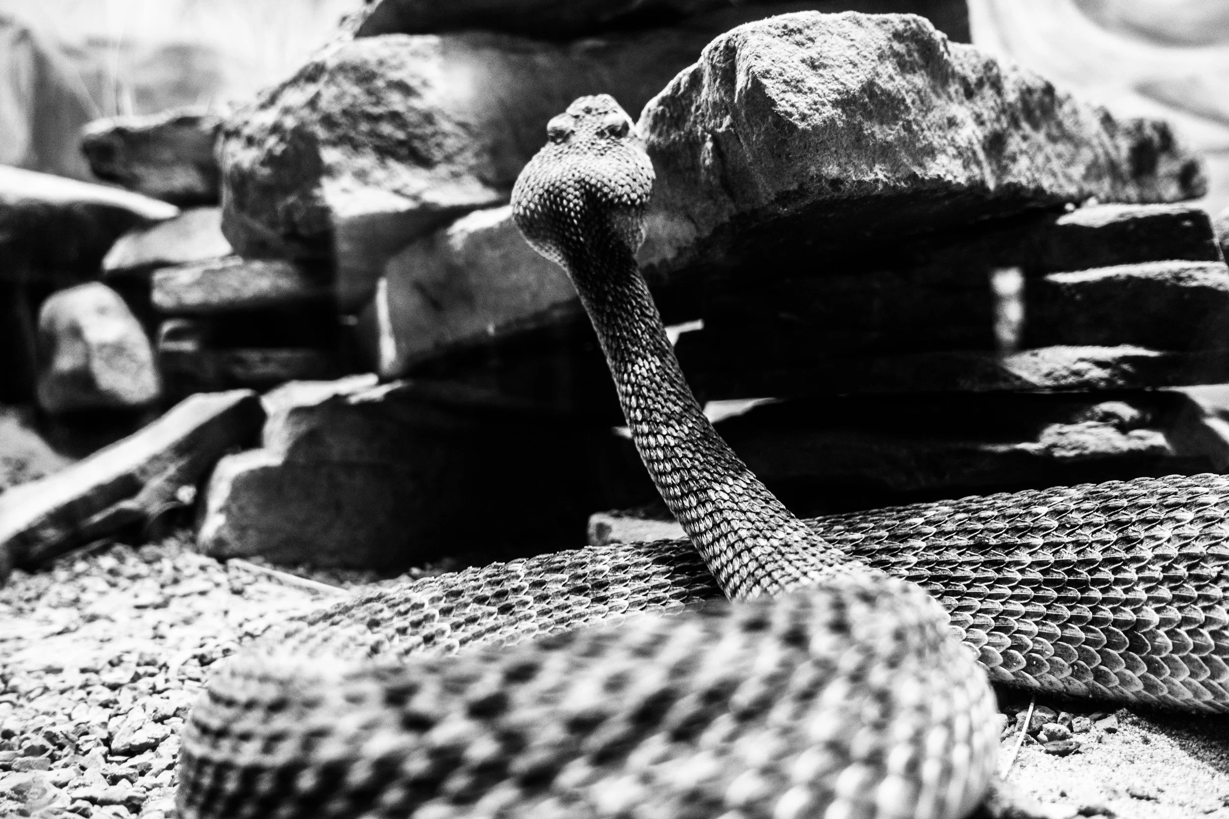 Rattlesnake